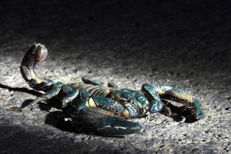Asian Forest Scorpion
