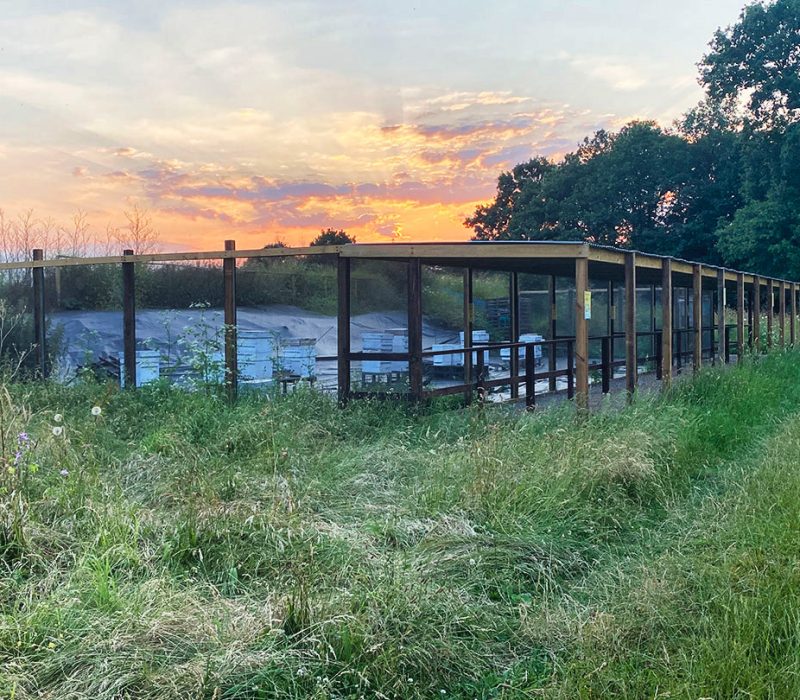 Apiary sunset